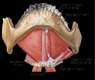 gland lingual nerve