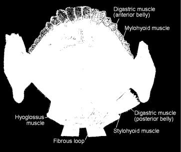 mylohyoid muscle