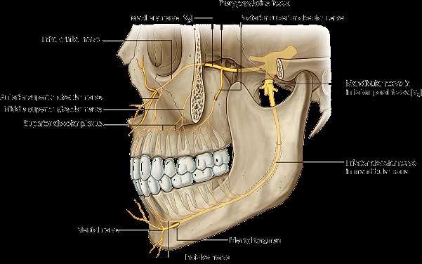 Vessels & Nerves of the Teeth Trigeminal Nerve anterior middle & postetior superior alveolar nn.