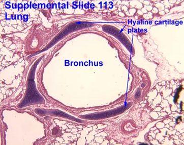 ) INTRAPULMONARY BRONCHUS (2ry & 3ry BRONCHI) Mucosa Epithelium: Respiratory epith.