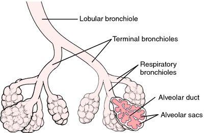BRONCHIOLES Preterminal (1ry) Bronchioles Are less than 1mm in diameter.