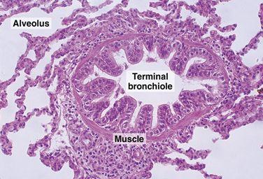Respiratory (3ry) Bronchioles Are similar in structure to terminal