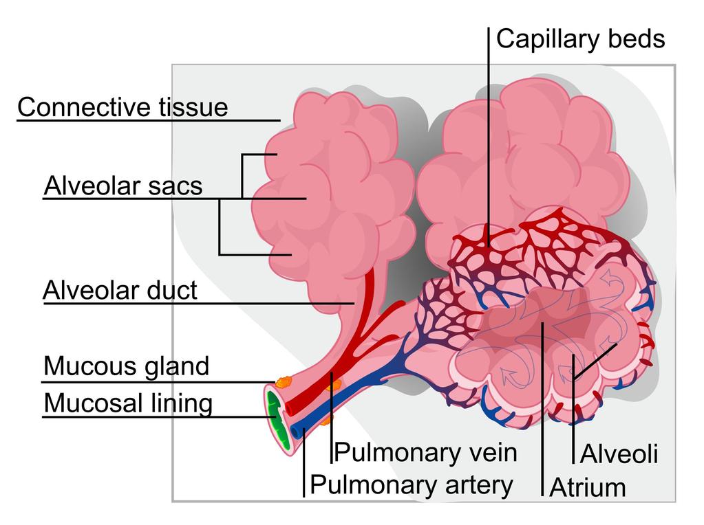 In the interstitium of interalveolar sept ALVEOLAR DUCTS: The wall of alveolar ducts consist of pulmonary 
