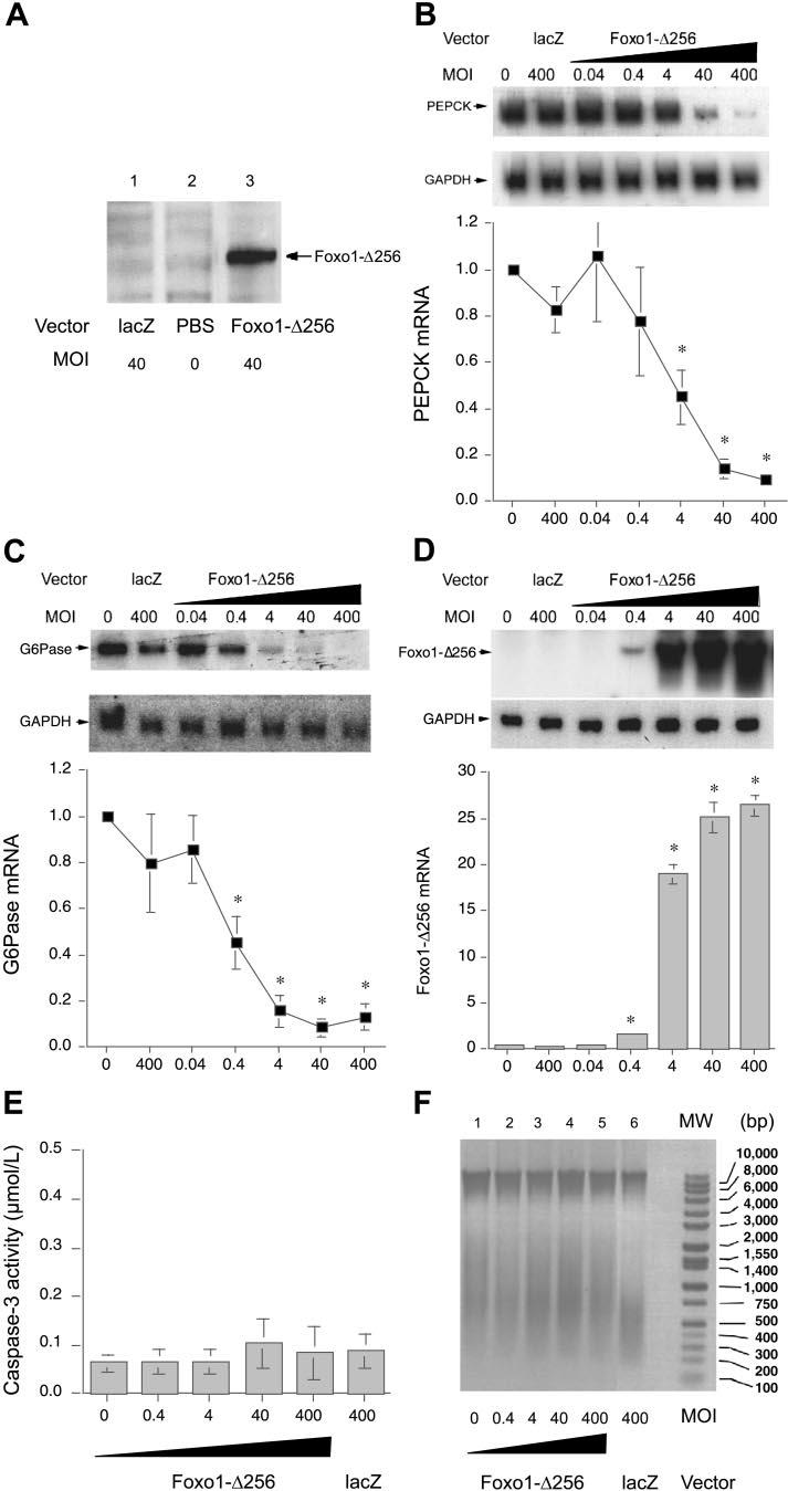 E721 Fig. 1. Effects of production of the mutant of forkhead transcription factor Foxo1 (devoid of its carboxyl domain, Foxo1-256), on gluconeogenic gene expression in H4IIE cells.