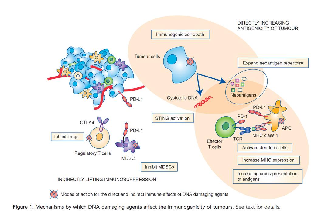 Presence of activated anti-tumor lymphocytes in the
