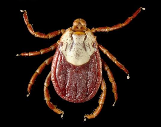How do you avoid getting bitten by a tick?