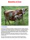 Benefits of Cow. by SatbirSinghBedi,