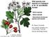 Wild species and hybrids of Crataegus in W-, N- and Middle Europe
