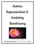 Human Reproduction & Anatomy Breakaway
