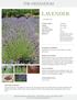 LAVENDER LAVENDER. Lavandula spp. Common Name Lavender Family Lamiaceae TCM Name