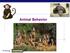 Animal Behavior. AP Biology. meerkats