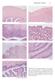 Reproductive Anatomy A. UTERINE WALL B. MYOMETRIUM E. CERVIX F. CERVIX G. CERVIX AND VAGINA