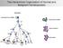 The Hierarchical Organization of Normal and Malignant Hematopoiesis