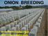 ONION BREEDING. Onion Breeder: PAOLO Pagan Seed Company: CORA Seeds
