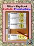 Mitosis Flap Book Excludes Prometaphase