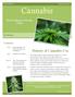 Cannabis. History of Cannabis Use. Contents. Much Maligned, Medically Useful. Marijuana. Prohibition of Cannabis Use. Continued on pg.