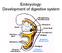 Embryology: Development of digestive system