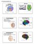 PET Scans. External Appearance. The Brain: Anatomy & Functions. Cerebral Hemispheres