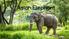 By Zara. Asian Elephant
