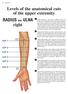 Levels of the anatomical cuts of the upper extremity RADIUS AND ULNA right