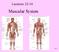 Lectures Muscular System 10-1