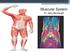 Muscular System. Dr. Gary Mumaugh