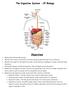 The Digestive System CP Biology