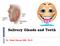 Salivary Glands and Teeth. Dr. Nabil Khouri MD, Ph.D