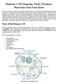 Human Cell Diagram, Parts, Pictures, Structure and Functions