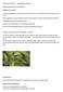 OLIVE LEAF EXTRACT AUSTRALIAN GROWN. FROM COOMINYA IN QUEENSLAND. PRODUCT FEATURES