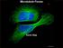 Microtubule Forces Kevin Slep