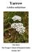 Yarrow. Achillea millefolium