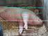 Swine Influenza Incident and Lessons Learned at 2017 Maryland Fairs and Shows