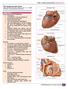 The Cardiovascular Exam Sources: UST-FMS Med1 Lecture (October 8, 2014), Mosby s, KaiMM notes, Netter s Anatomy, Berne and Levy Physiology