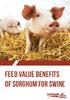Feed Value Benefits of Sorghum for Swine