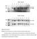 Genotype analysis by Southern blots of nine independent recombinated ES cell clones by