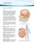 Anatomy of the Brain. Brain The brain is composed of the cerebrum, cerebellum, and brainstem (Fig. 1).