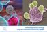 Corporate Presentation May Transforming Immuno-Oncology Using Next-Generation Immune Cell Engagers