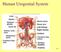 Human Urogenital System 26-1