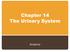 Chapter 14 The Urinary System. Anatomy
