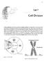 life Lab 7 Centromere region One (replicated) chromosome Sister Figure I. The Cell Cycle. Figure 2. A Replicated Chromosome.