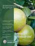 Bergamot and Coriander Seed. Professional Holistic Aromatherapy. The International Journal of