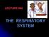LECTURE 2 THE RESPIRATORY SYSTEM