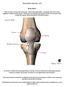 Knee Joint Anatomy 101