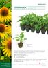 ECHINACEA OFFER young plants