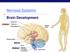 Nervous Systems. Brain Development