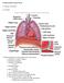 Cardiovascular System: Heart. I. Anatomy of the heart. A. Location