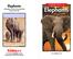 Elephants. Elephants LEVELED BOOK N.   Visit   for thousands of books and materials.