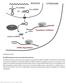 Nature Neuroscience: doi: /nn Supplementary Figure 1. MicroRNA biogenesis and post-transcriptional gene silencing.