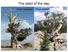 The plant of the day Pinus longaeva Pinus aristata
